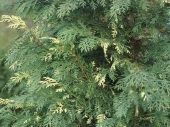 Chamaecyparis lawsoniana 'Konijns Silver' 
